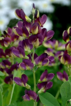 Grape Taffy Baptisia (Purple False Indigo) - 2 Gallon Pot 9 Grape Taffy Baptisia (Purple False Indigo) - 2 Gallon Pot -Outlet Leaf Echoes Store baptisia australis grape taffy 9