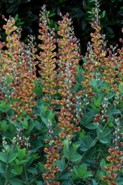 Cherries Jubilee Baptisia (False Indigo) - 1 Gallon Pot -Outlet Leaf Echoes Store baptisia cherries jubilee 7