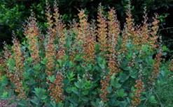 Cherries Jubilee Baptisia (False Indigo) - 1 Gallon Pot -Outlet Leaf Echoes Store baptisia cherries jubilee 8