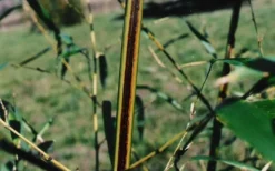 Black Stripe Bamboo - Phyllostachys Nigra Megurochiku - 3 Gallon Pot -Outlet Leaf Echoes Store black stripe bamboo phyllostachys nigra megurochiku
