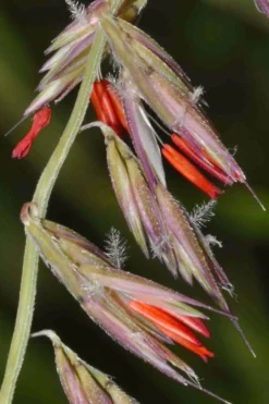 Side Oats Grama Grass (Bouteloua Curtipendula) - 6 Pack Of 1 Gallon Pots -Outlet Leaf Echoes Store bouteloua curtipendula side oats grama grass 4