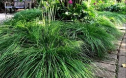 Cherokee Sedge (Carex Cherokeensis) - 1 Gallon Pot -Outlet Leaf Echoes Store carex cherokeensis cherokee sedge 10