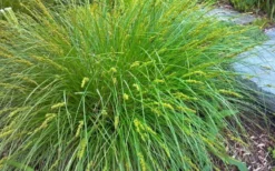 Cherokee Sedge (Carex Cherokeensis) - 1 Gallon Pot -Outlet Leaf Echoes Store carex cherokeensis cherokee sedge 3