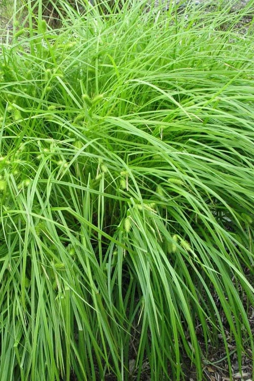 Shallow Sedge (Carex Lurida) - 6 Pack Of 1 Gallon Pots 8 Shallow Sedge (Carex Lurida) - 6 Pack Of 1 Gallon Pots - Image 8