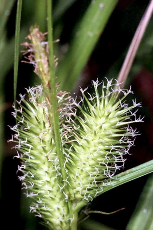 Shallow Sedge (Carex Lurida) - 6 Pack Of 1 Gallon Pots 1 Shallow Sedge (Carex Lurida) - 6 Pack Of 1 Gallon Pots