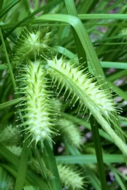 Shallow Sedge (Carex Lurida) - 6 Pack Of 1 Gallon Pots 12 Shallow Sedge (Carex Lurida) - 6 Pack Of 1 Gallon Pots -Outlet Leaf Echoes Store carex lurida shallow sedge 4