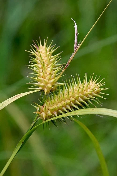 Shallow Sedge (Carex Lurida) - 6 Pack Of 1 Gallon Pots 6 Shallow Sedge (Carex Lurida) - 6 Pack Of 1 Gallon Pots - Image 6