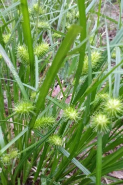 Shallow Sedge (Carex Lurida) - 6 Pack Of 1 Gallon Pots 14 Shallow Sedge (Carex Lurida) - 6 Pack Of 1 Gallon Pots -Outlet Leaf Echoes Store carex lurida shallow sedge 6