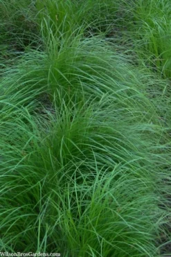 Pennsylvania Sedge (Carex Pennsylvanica) - 16 Pack 1 Gallon Pots -Outlet Leaf Echoes Store carex pennsylvanica pennylvania sedge 2
