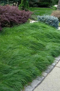 Pennsylvania Sedge (Carex Pennsylvanica) - 16 Pack 1 Gallon Pots -Outlet Leaf Echoes Store carex pennsylvanica pennylvania sedge 4