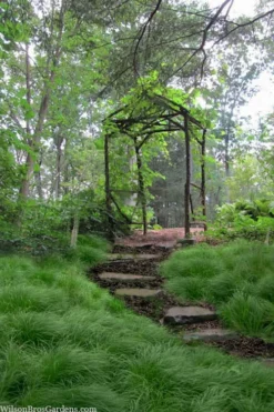 Pennsylvania Sedge (Carex Pennsylvanica) - 16 Pack 1 Gallon Pots