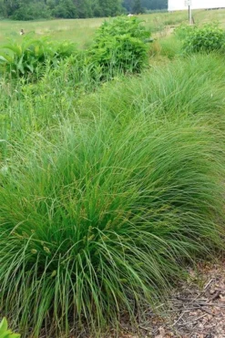 Fox Sedge (Carex Vulpinoidea) - 1 Gallon Pot -Outlet Leaf Echoes Store carex vulpinoidea fox sedge 1