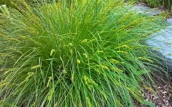 Fox Sedge (Carex Vulpinoidea) - 1 Gallon Pot -Outlet Leaf Echoes Store carex vulpinoidea fox sedge 2
