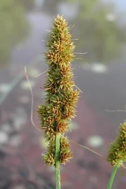 Fox Sedge (Carex Vulpinoidea) - 1 Gallon Pot -Outlet Leaf Echoes Store carex vulpinoidea fox sedge 7
