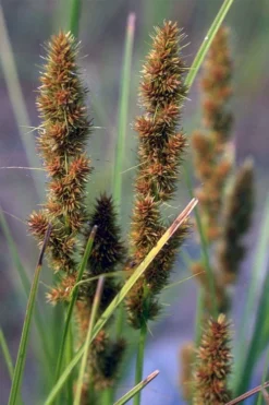 Fox Sedge (Carex Vulpinoidea) - 1 Gallon Pot