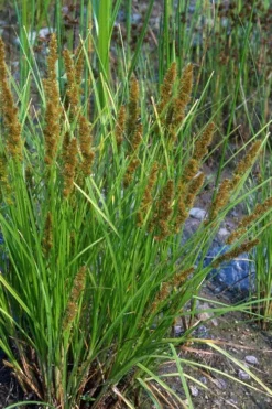 Fox Sedge (Carex Vulpinoidea) - 1 Gallon Pot -Outlet Leaf Echoes Store carex vulpinoidea fox sedge 9