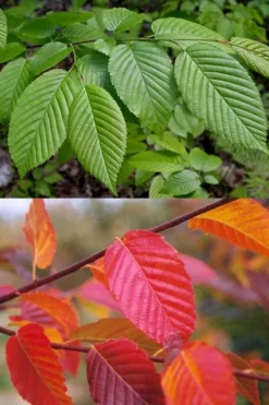 American Hornbeam (Ironwood Tree) - 1 Gallon Pot -Outlet Leaf Echoes Store carpinus caroliniana american hornbeam 2