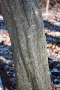 American Hornbeam (Ironwood Tree) - 1 Gallon Pot -Outlet Leaf Echoes Store carpinus caroliniana american hornbeam 3