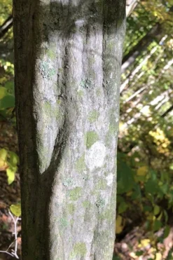 American Hornbeam (Ironwood Tree) - 1 Gallon Pot -Outlet Leaf Echoes Store carpinus caroliniana american hornbeam 5