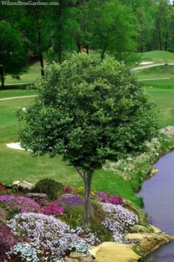 American Hornbeam (Ironwood Tree) - 1 Gallon Pot