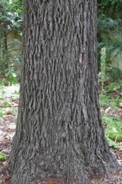 Avalon Pecan Tree - 5 Gallon Pot -Outlet Leaf Echoes Store carya illinionensis hardy pecan 6