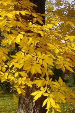 Pawnee Pecan Tree - 5 Gallon Pot -Outlet Leaf Echoes Store carya illinionensis hardy pecan fall leaf color 4 1