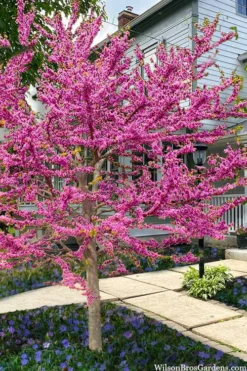 Pink Pom Poms Redbud Tree - 3 Gallon Pot -Outlet Leaf Echoes Store cercis canadensis pink pom pom redbud tree 6