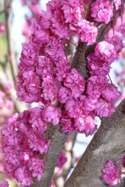 Pink Pom Poms Redbud Tree - 3 Gallon Pot -Outlet Leaf Echoes Store cercis canadensis pink pom poms 8