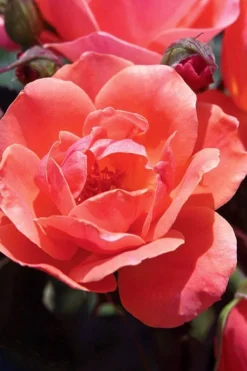 Coral Knock Out Rose - 1 Gallon Pot