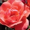 Coral Knock Out Rose - 2 Gallon Pot