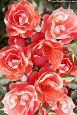 Coral Knock Out Rose - 1 Gallon Pot -Outlet Leaf Echoes Store coral knock out rose 102 1