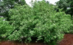 Silky Dogwood (Cornus Amonium) - 2 Gallon Pot -Outlet Leaf Echoes Store cornus amonium silky dogwood 10
