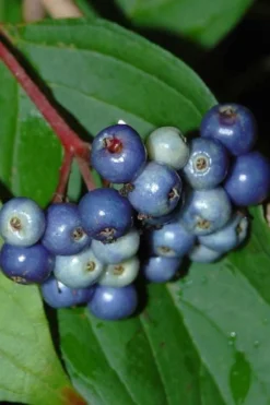 Silky Dogwood (Cornus Amonium) - 2 Gallon Pot -Outlet Leaf Echoes Store cornus amonium silky dogwood berries 1