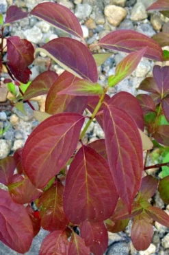 Silky Dogwood (Cornus Amonium) - 2 Gallon Pot -Outlet Leaf Echoes Store cornus amonium silky dogwood fall leaves 2