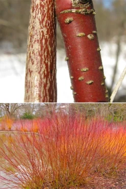 Silky Dogwood (Cornus Amonium) - 2 Gallon Pot -Outlet Leaf Echoes Store cornus amonium silky dogwood stems 1