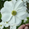 Appalachian Joy Dogwood - 7 Gallon Pot (3-4')