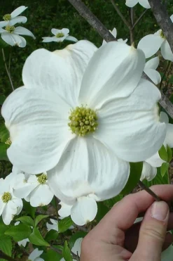 Appalachian Joy Dogwood - 7 Gallon Pot (3-4')