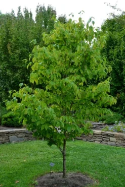 Appalachian Joy Dogwood - 7 Gallon Pot (3-4') -Outlet Leaf Echoes Store cornus florida appalachian joy white flowering dogwood 2