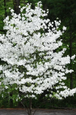 Appalachian Joy Dogwood - 7 Gallon Pot (3-4') -Outlet Leaf Echoes Store cornus florida appalachian joy white flowering dogwood 4