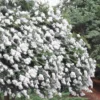 Acoma Weeping White Crape Myrtle - 5 Gallon Pot