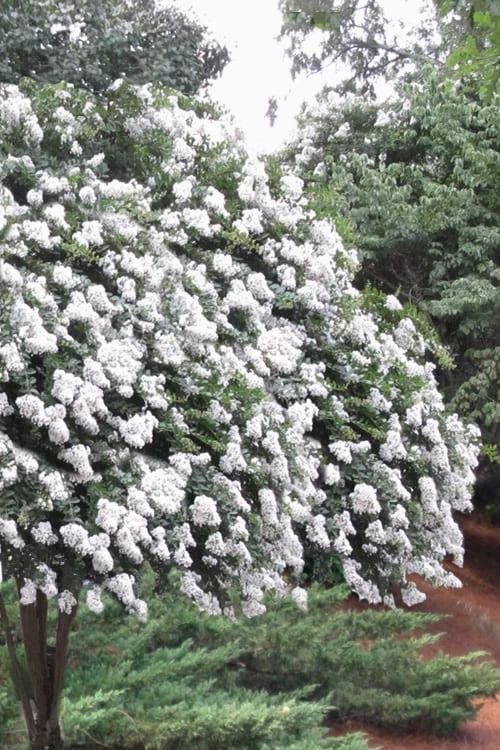 Acoma Weeping White Crape Myrtle - 1 Gallon Pot 1 Acoma Weeping White Crape Myrtle - 1 Gallon Pot