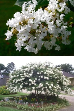 Acoma Weeping White Crape Myrtle - 7 Gallon Pot (5-6') 9 Acoma Weeping White Crape Myrtle - 7 Gallon Pot (5-6') -Outlet Leaf Echoes Store crape myrtle acoma 500x750 3