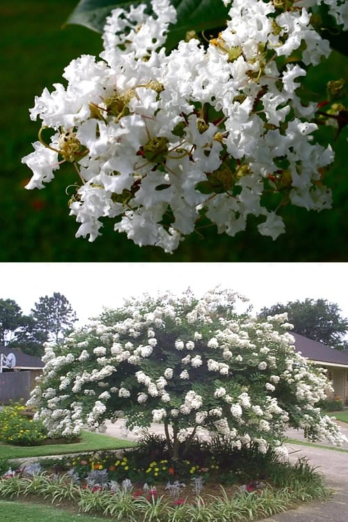 Acoma Weeping White Crape Myrtle - 1 Gallon Pot 4 Acoma Weeping White Crape Myrtle - 1 Gallon Pot - Image 4