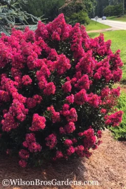 Berry Dazzle Dwarf Crape Myrtle - 3 Gallon Pot -Outlet Leaf Echoes Store crape myrtle berry dazzle 101