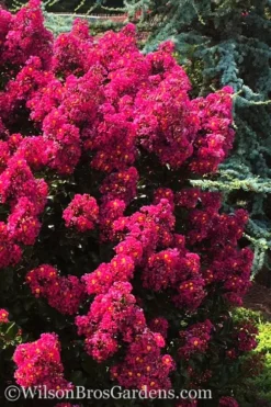 Berry Dazzle Dwarf Crape Myrtle - 3 Gallon Pot -Outlet Leaf Echoes Store crape myrtle berry dazzle 102