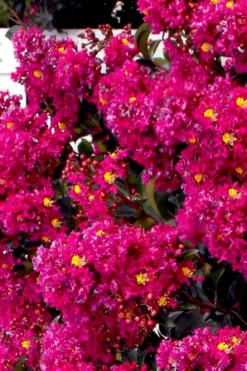 Berry Dazzle Dwarf Crape Myrtle - 3 Gallon Pot -Outlet Leaf Echoes Store crape myrtle berry dazzle tree form topiary standard 2