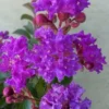 Catawba Purple Crape Myrtle - 1 Gallon Pot