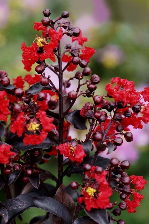 Center Stage Red Black Leaf Crape Myrtle -2 Gallon Pot 5 Center Stage Red Black Leaf Crape Myrtle -2 Gallon Pot - Image 5