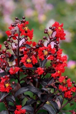 Center Stage Red Black Leaf Crape Myrtle - 3 Gallon Pot