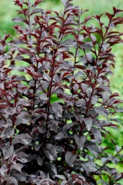 Center Stage Red Black Leaf Crape Myrtle -2 Gallon Pot 11 Center Stage Red Black Leaf Crape Myrtle -2 Gallon Pot -Outlet Leaf Echoes Store crape myrtle center stage red 4